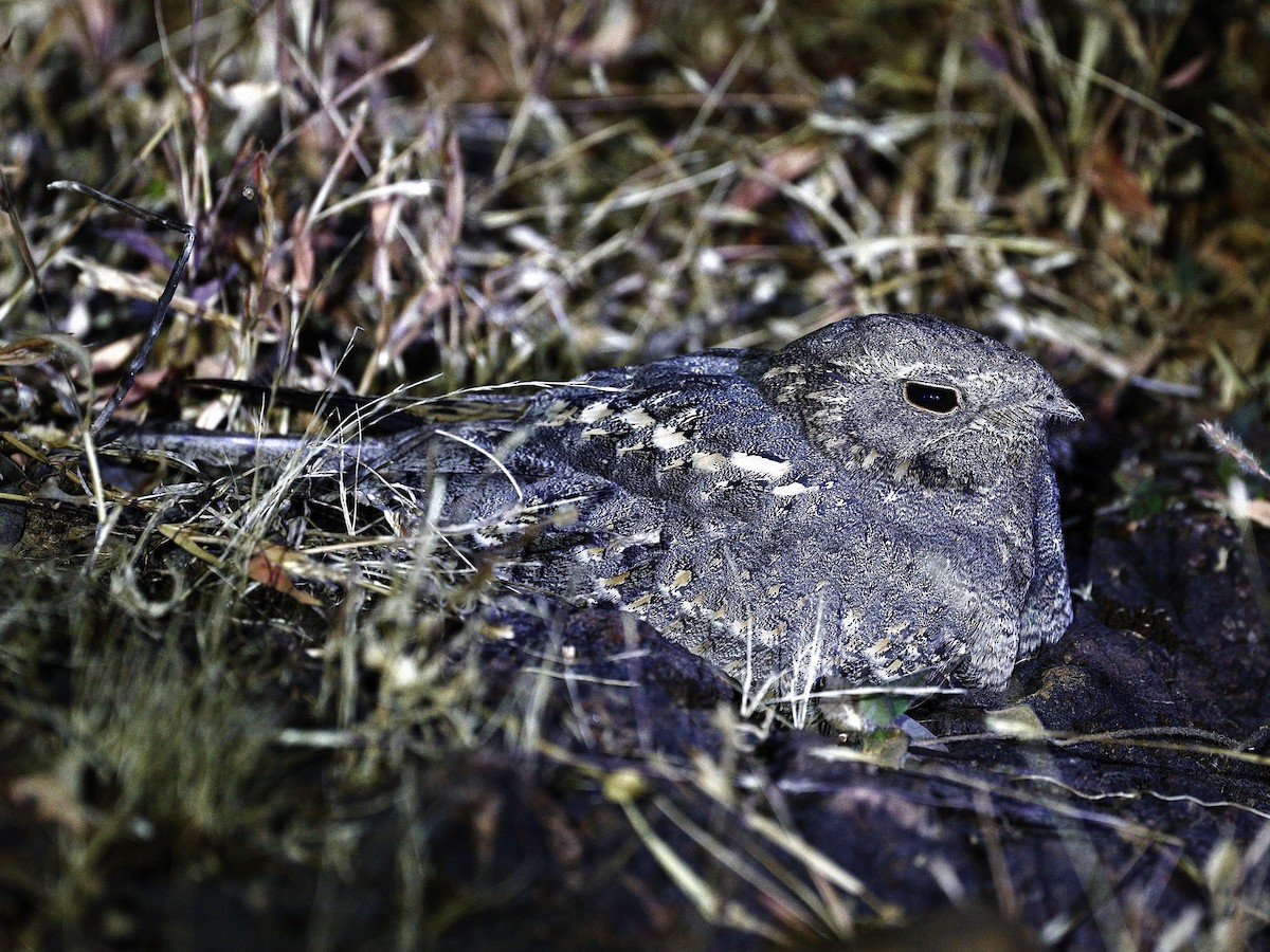 Savanna Nightjar - ML647826139