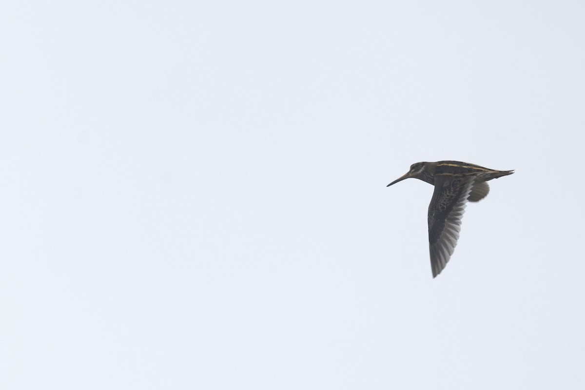 Istingor txikia - ML647826149