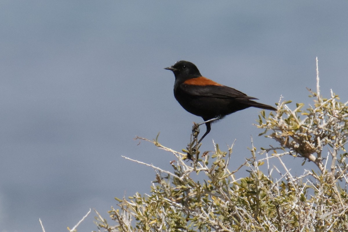 Austral Negrito - ML647826150