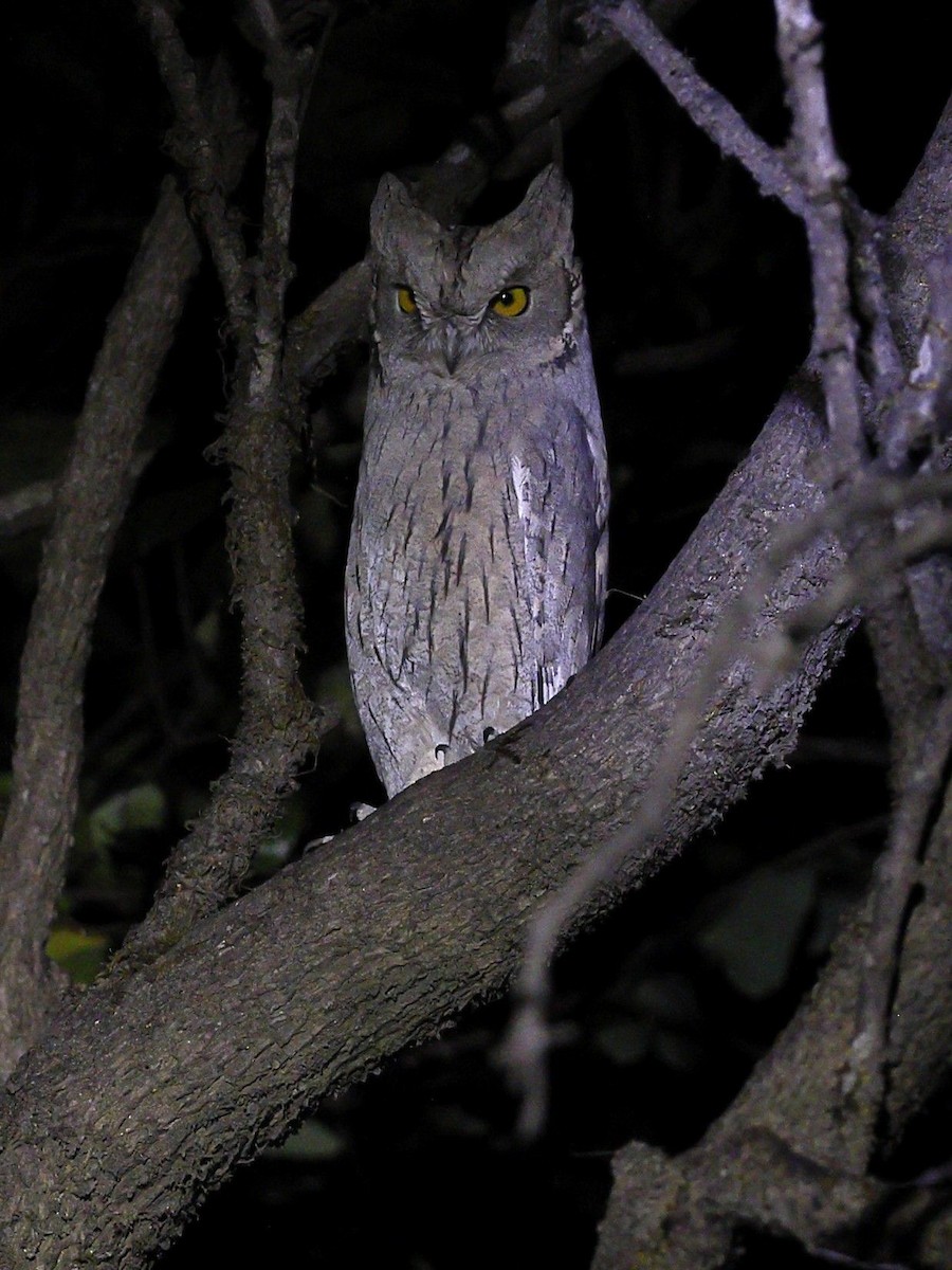 Apo-hontz argia - ML647826153