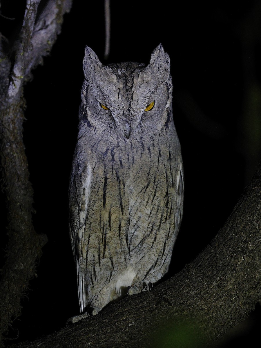 Apo-hontz argia - ML647826154