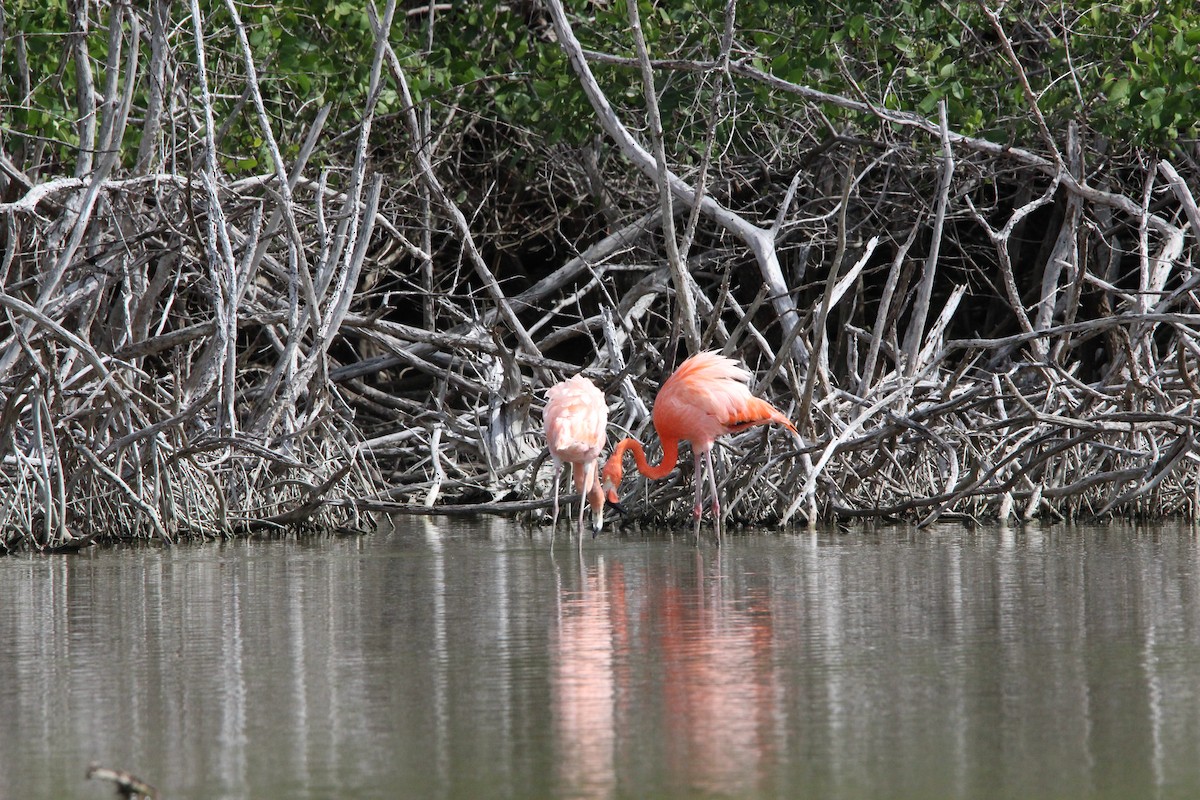 American Flamingo - ML647826155