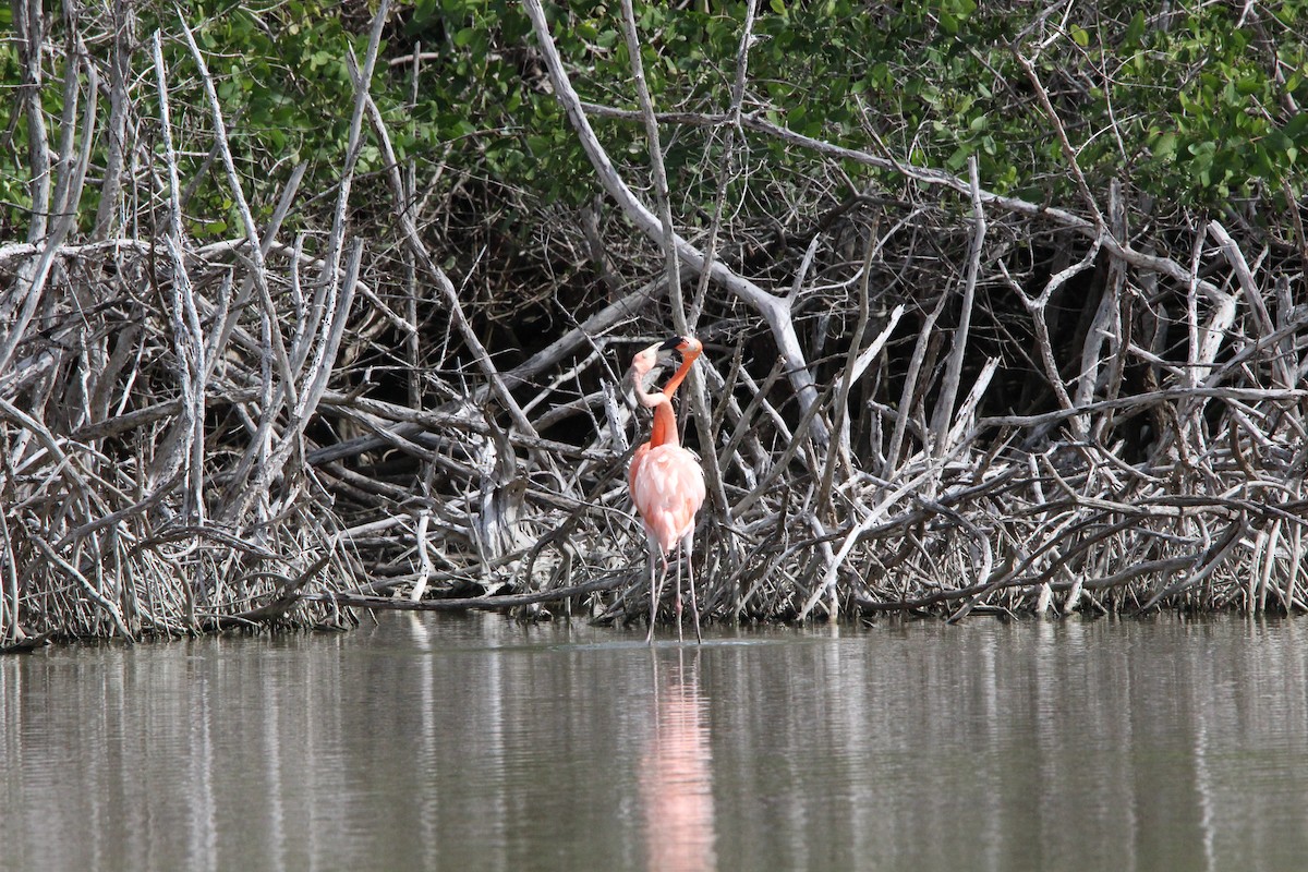 American Flamingo - ML647826156