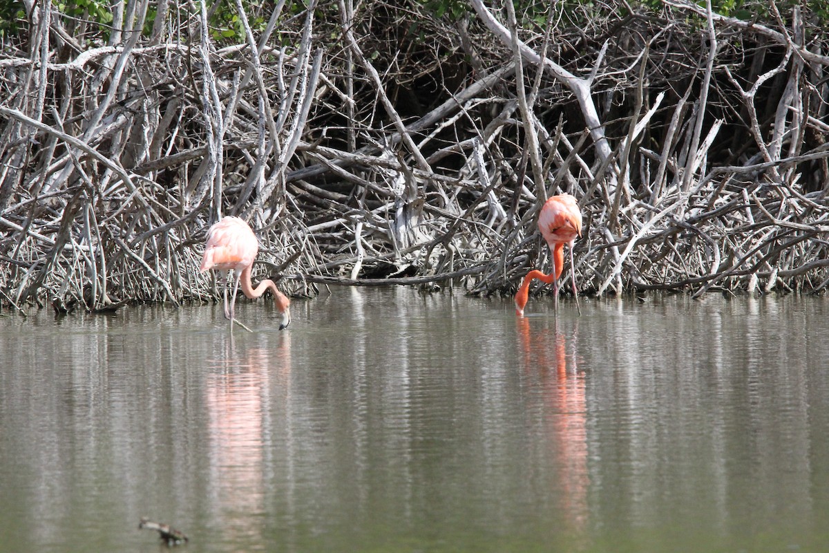 American Flamingo - ML647826183