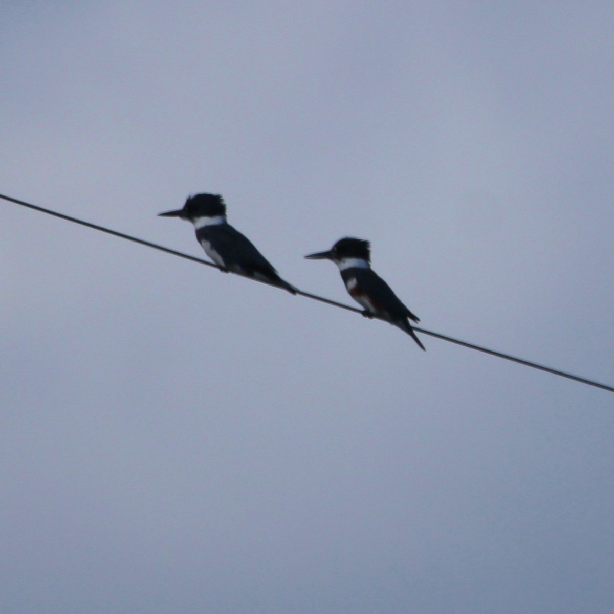 Martin handi iparramerikarra - ML647826223