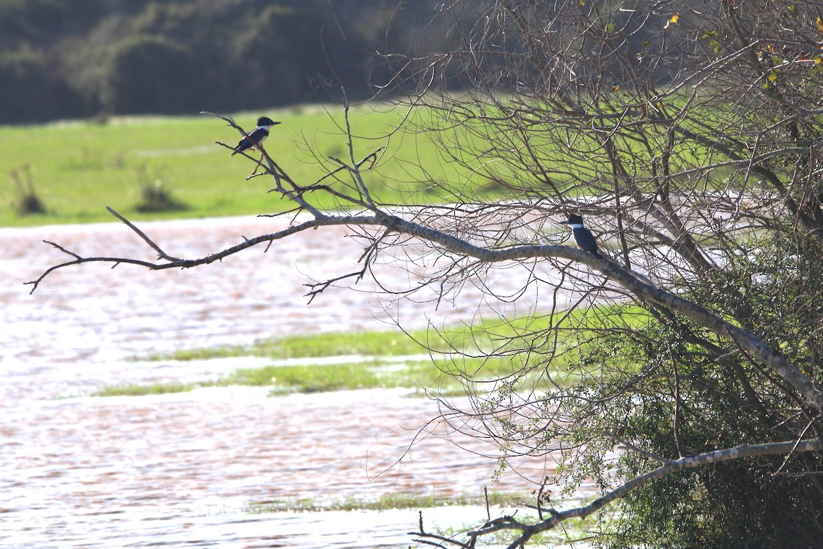 Martin handi iparramerikarra - ML647826224