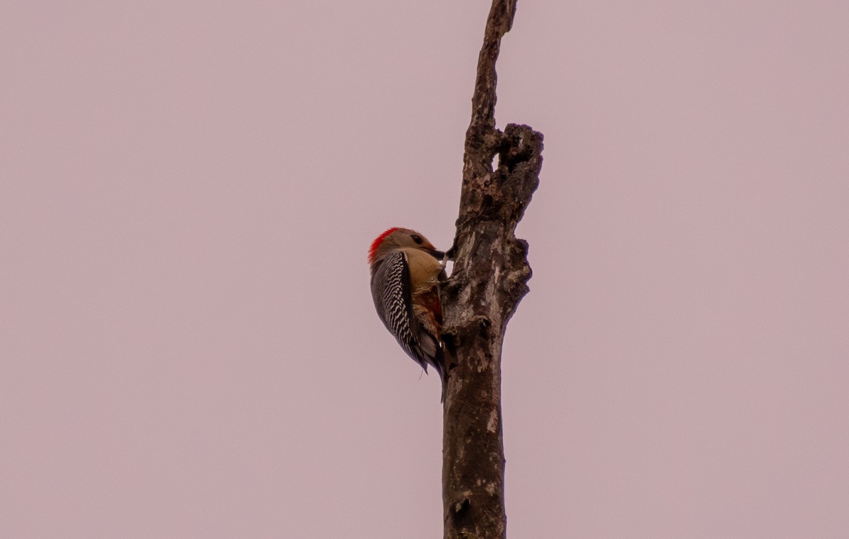 Golden-fronted Woodpecker - ML647826229