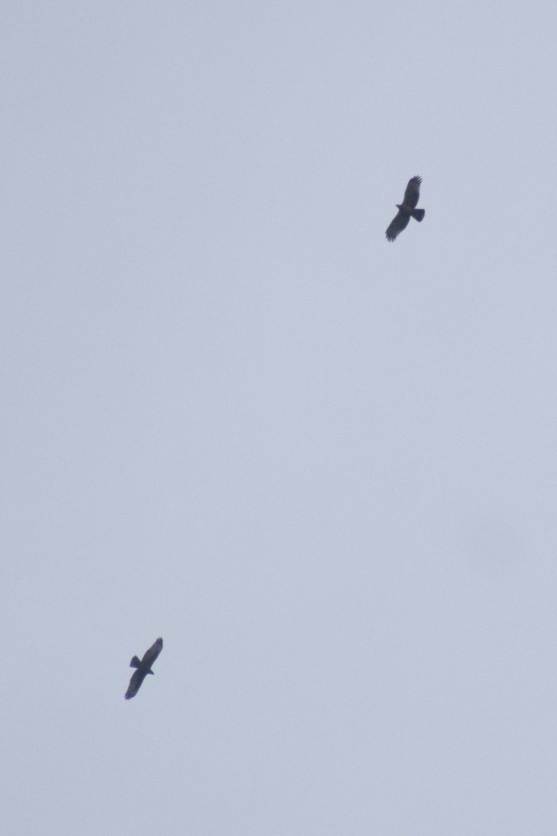 Oriental Honey-buzzard - ML647826270