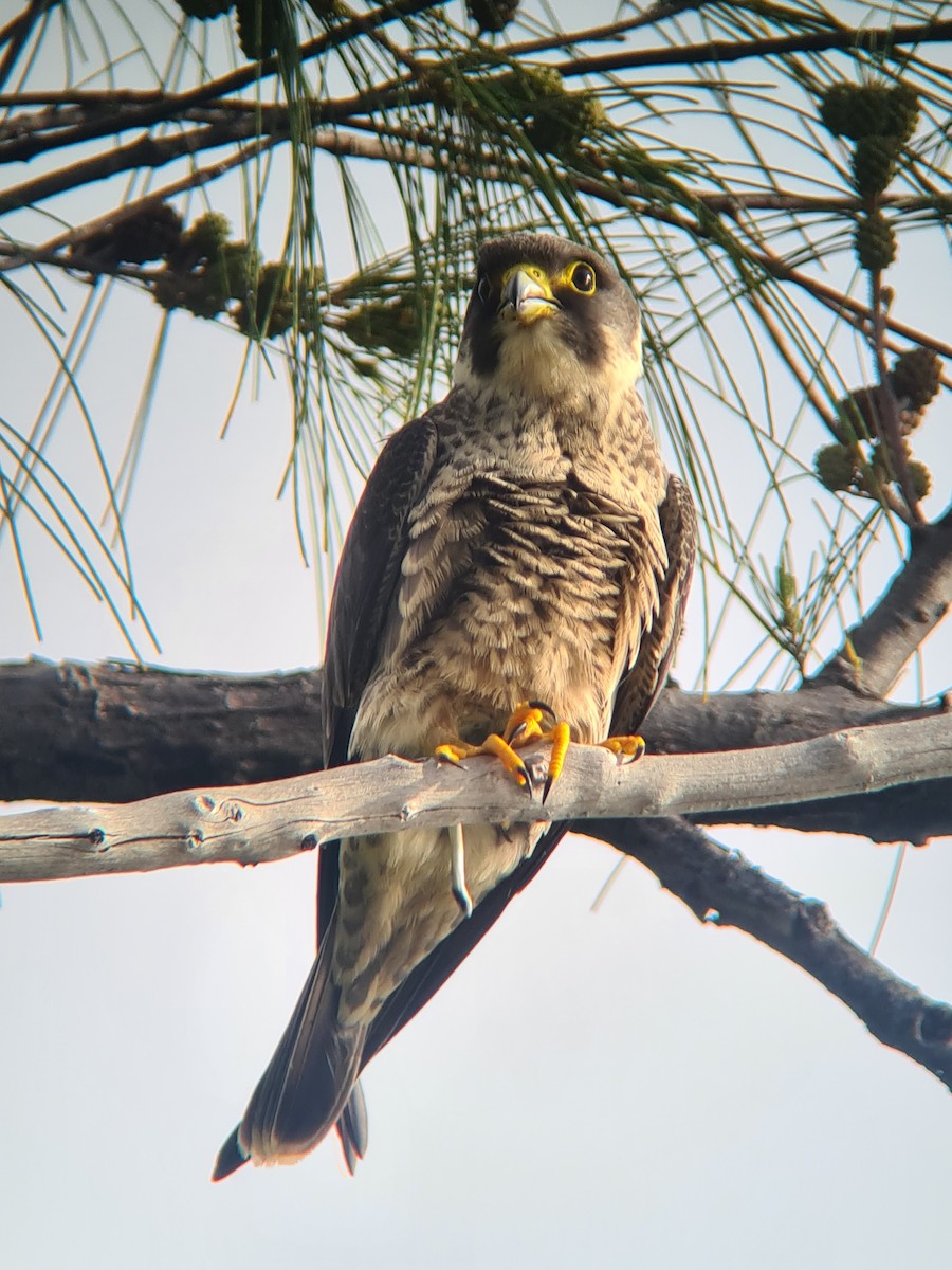 בז שחור - ML647826275