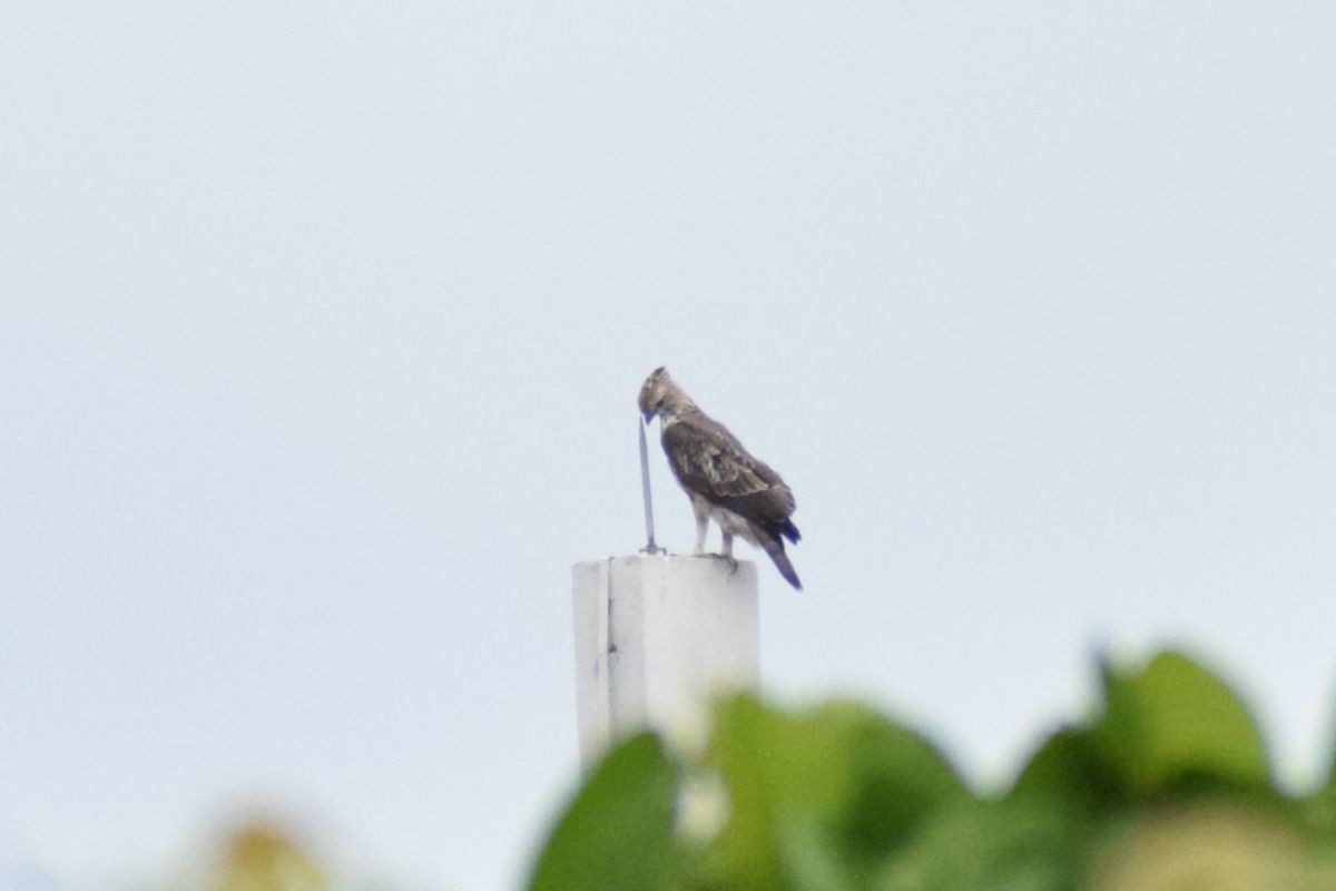 Changeable Hawk-Eagle - ML647826278