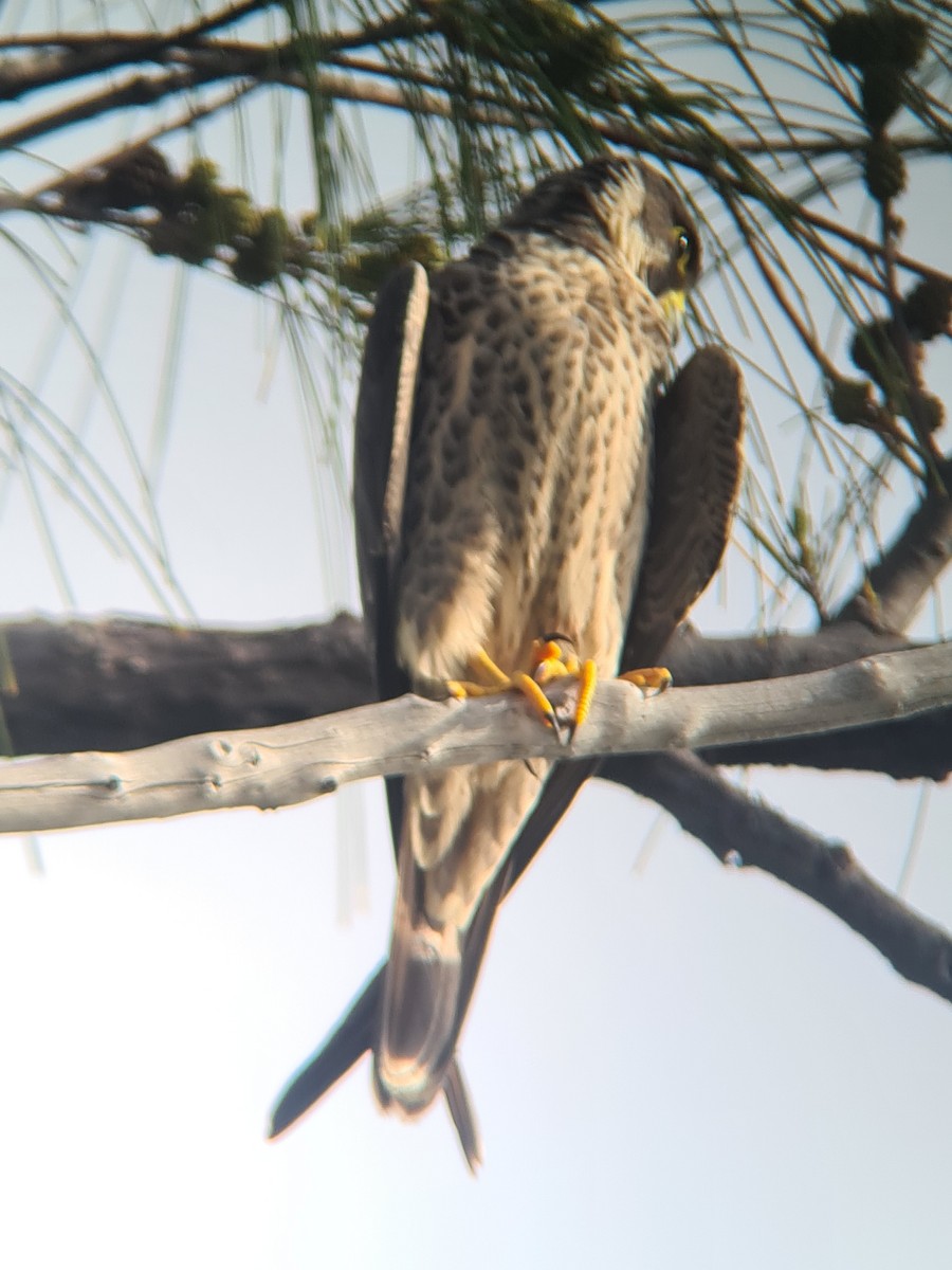בז שחור - ML647826284
