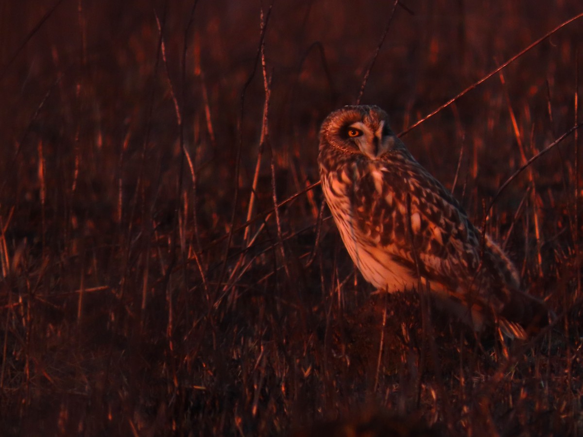 Short-eared Owl - ML647826298