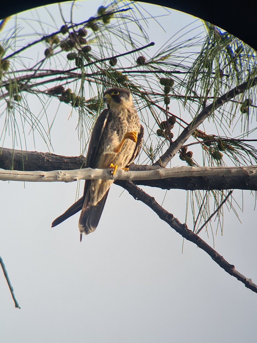בז שחור - ML647826299