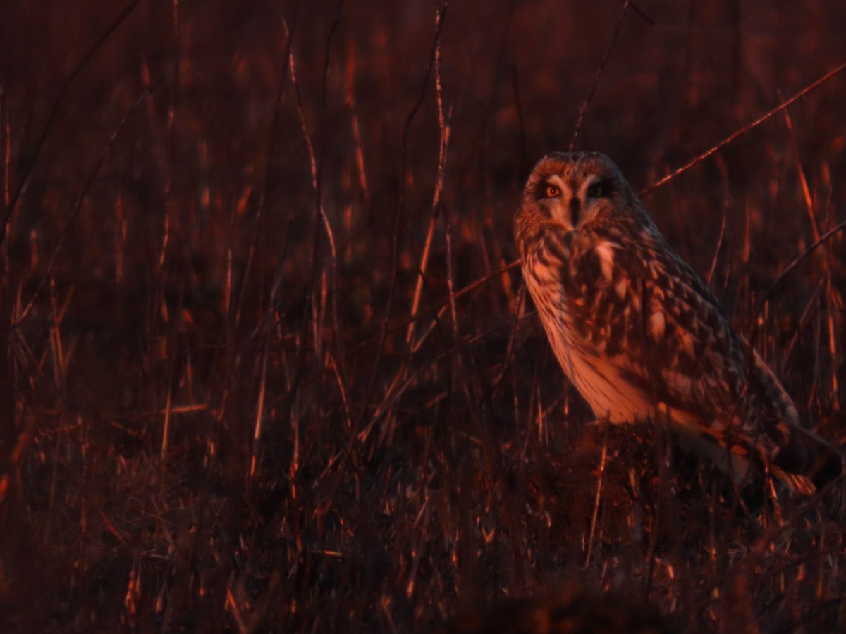 Short-eared Owl - ML647826300