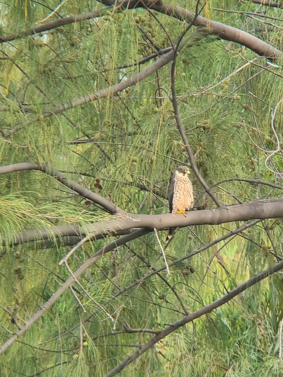 בז שחור - ML647826315