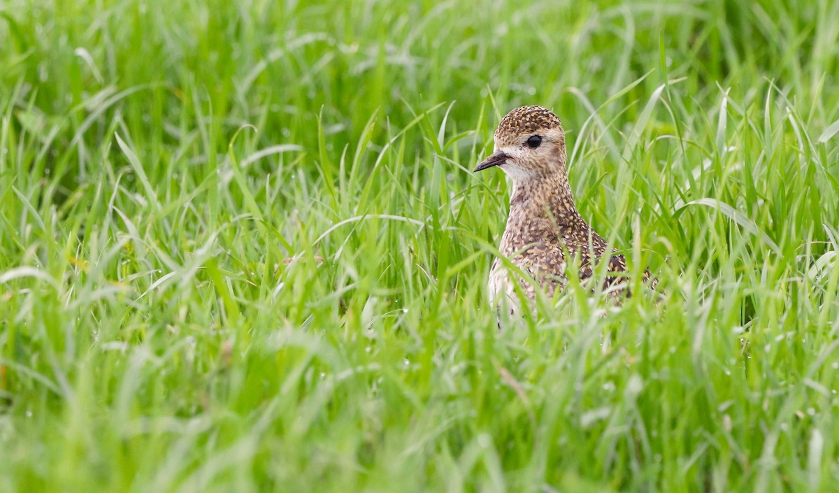 European Golden-Plover - ML647826322
