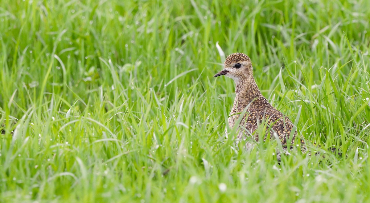 European Golden-Plover - ML647826323