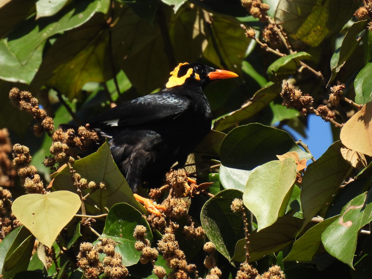 Southern Hill Myna - ML647826338