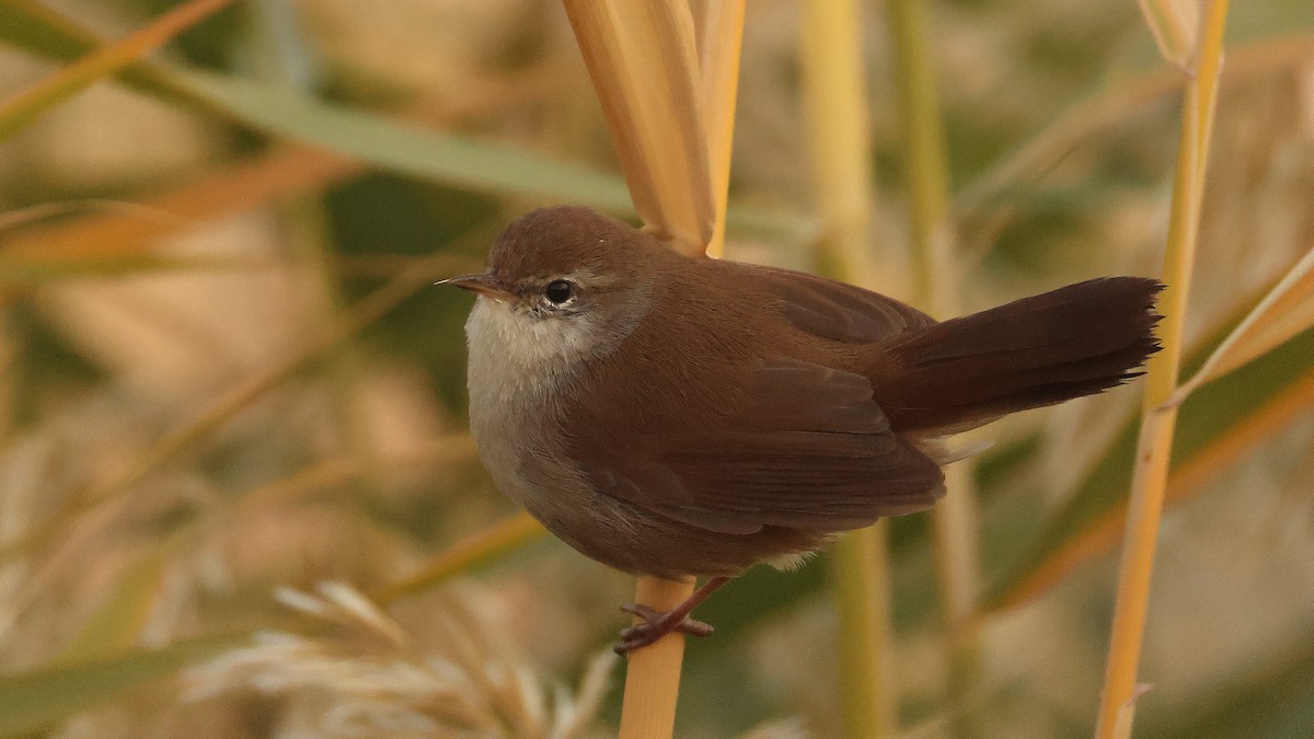 Cetti's Warbler - ML647826351