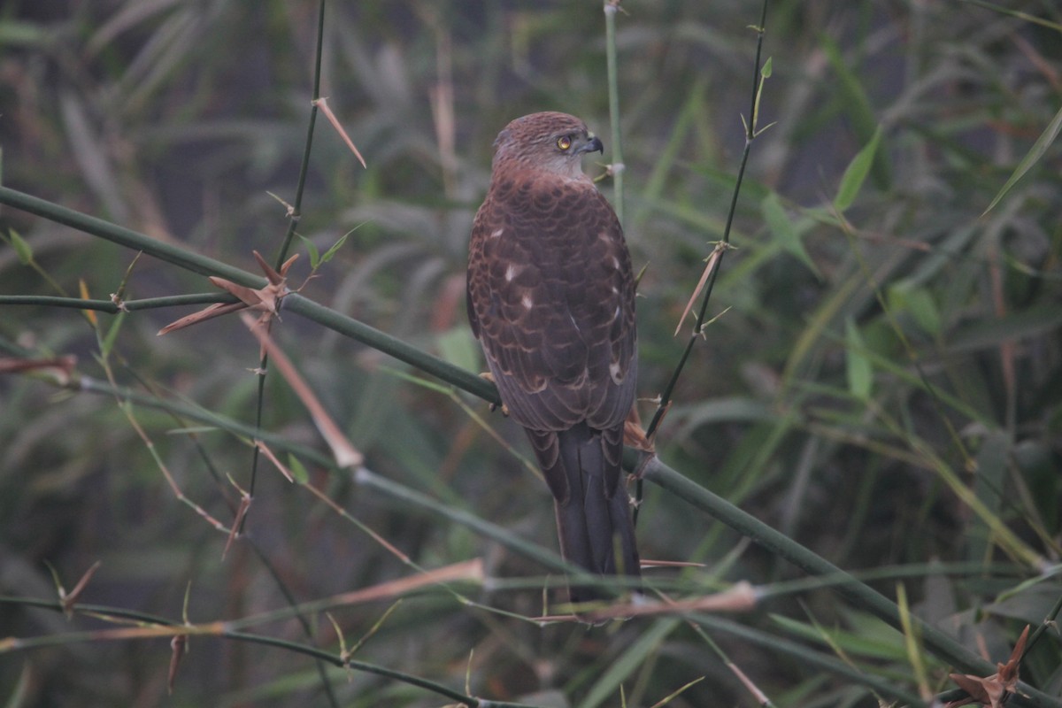 Shikra - ML647826370