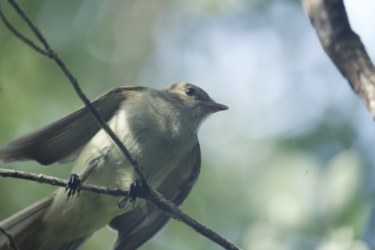 Caribbean Elaenia - ML647826402