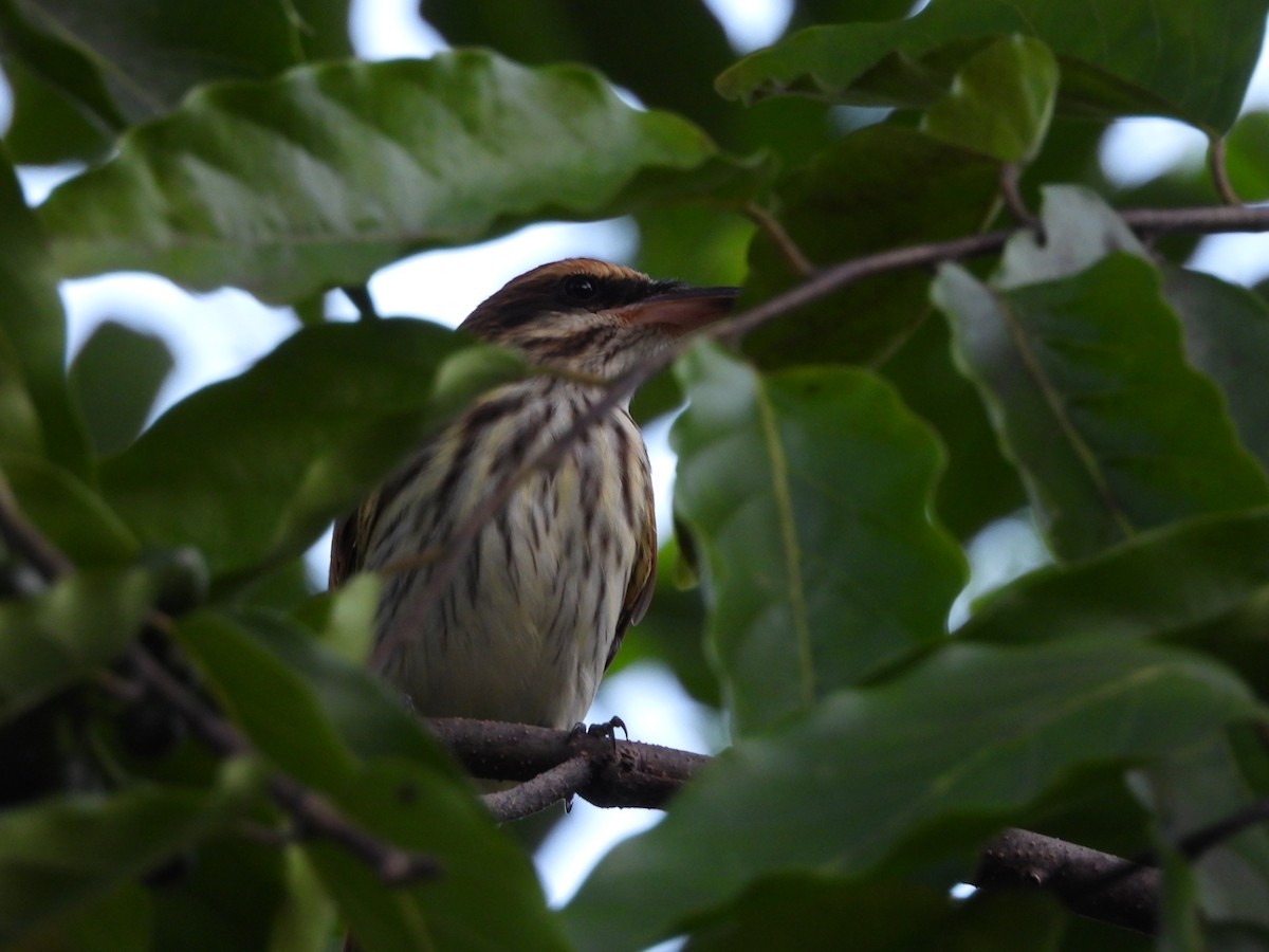 Streaked Flycatcher - ML647826415
