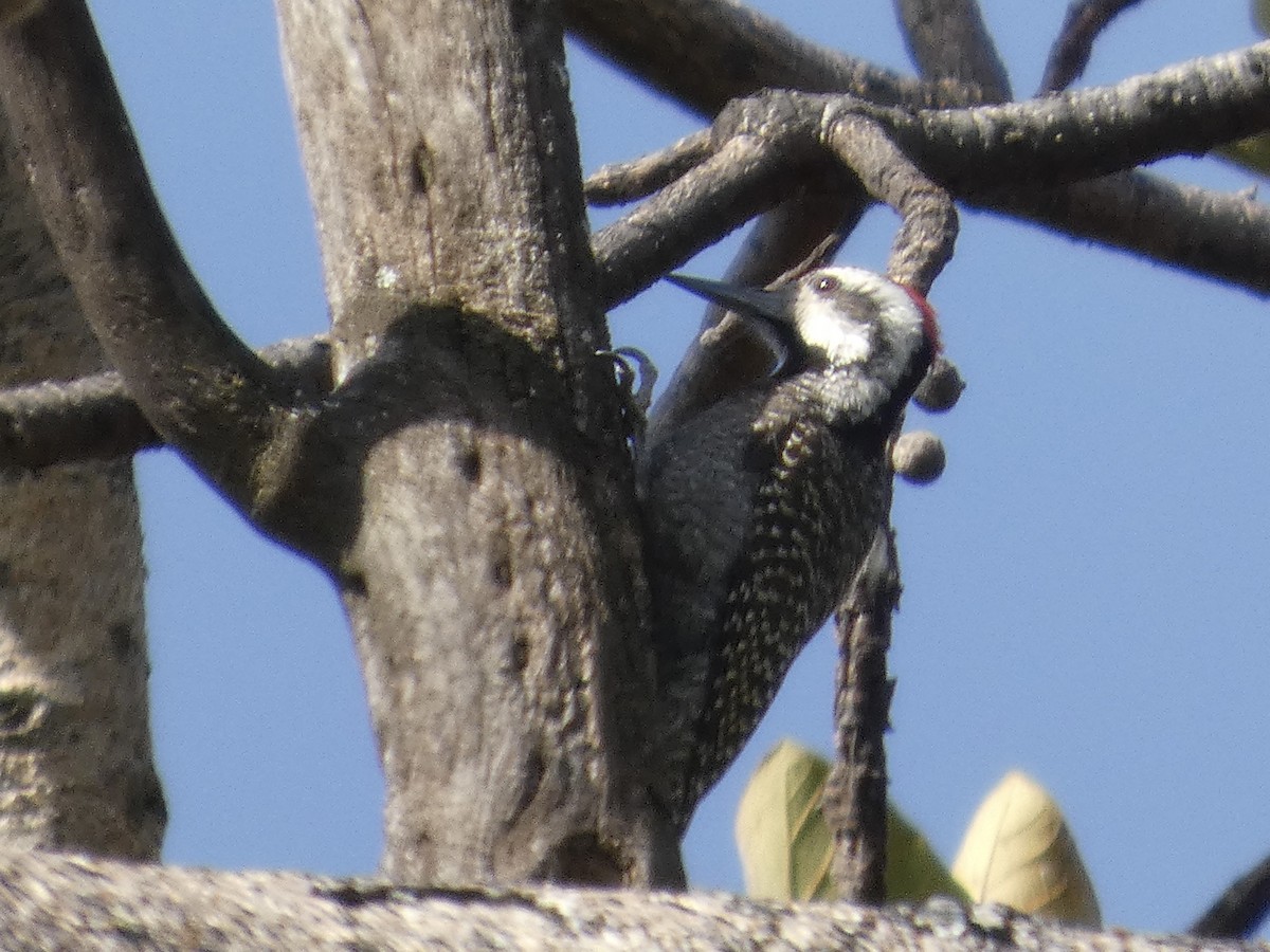 Bearded Woodpecker - ML647826417