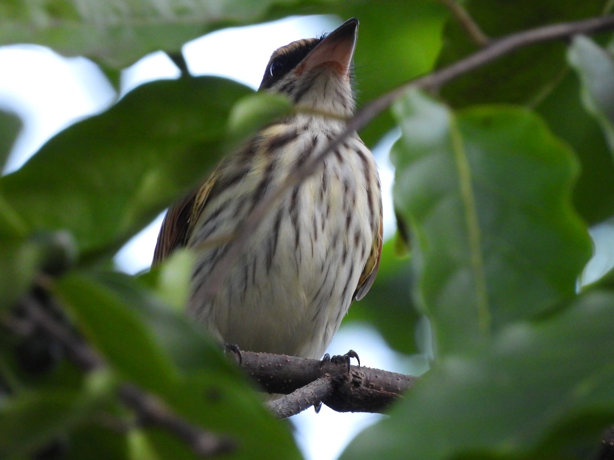 Streaked Flycatcher - ML647826418