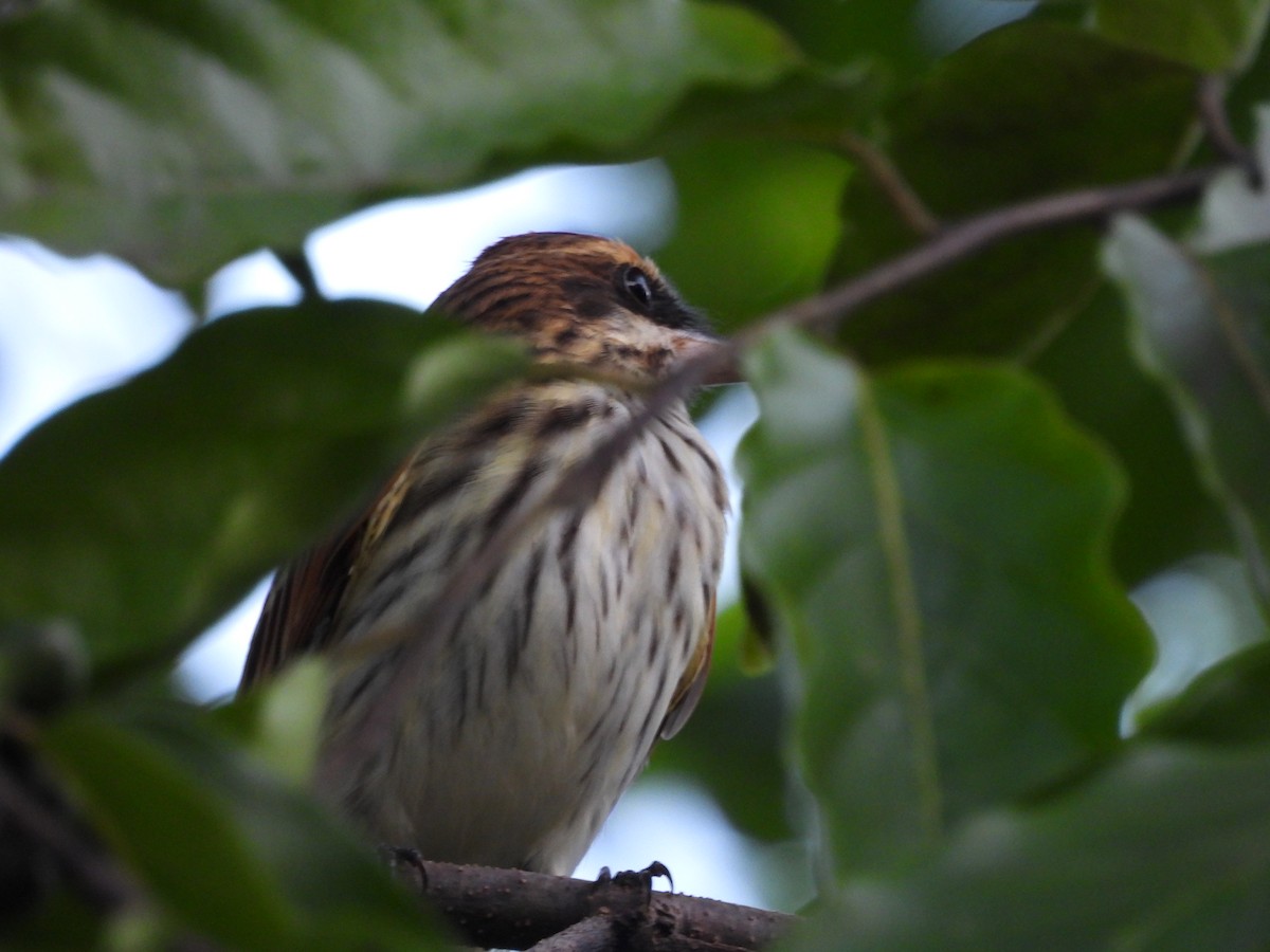 Streaked Flycatcher - ML647826419