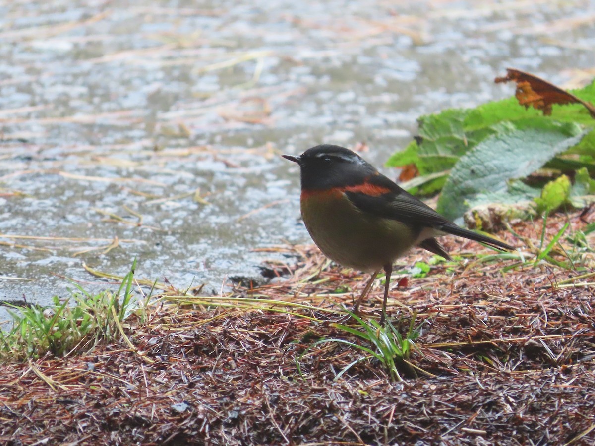 栗背林鴝 - ML647826420