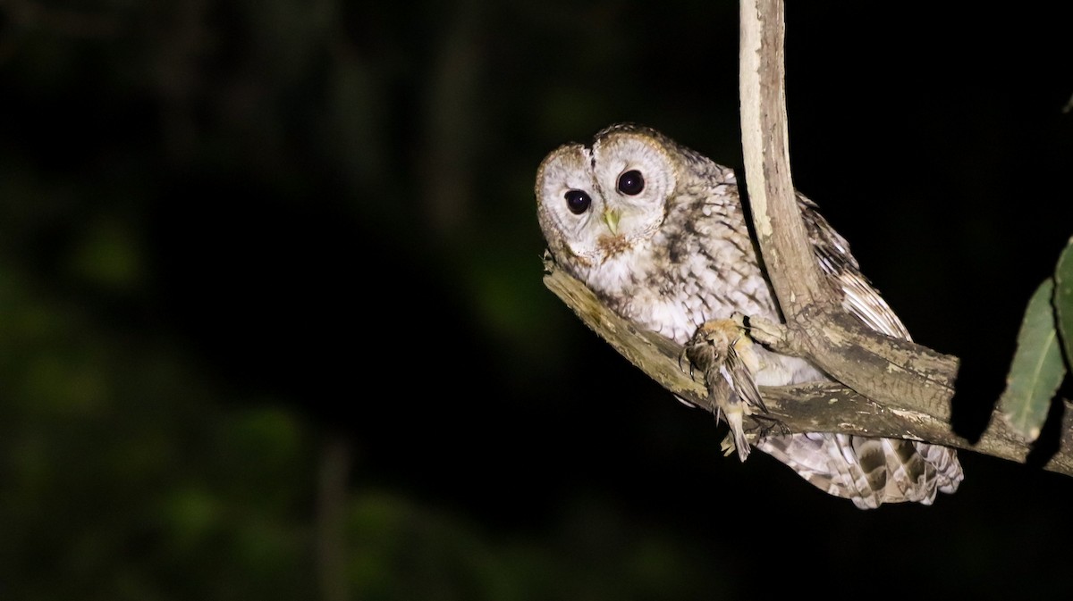 Tawny Owl - ML647826421