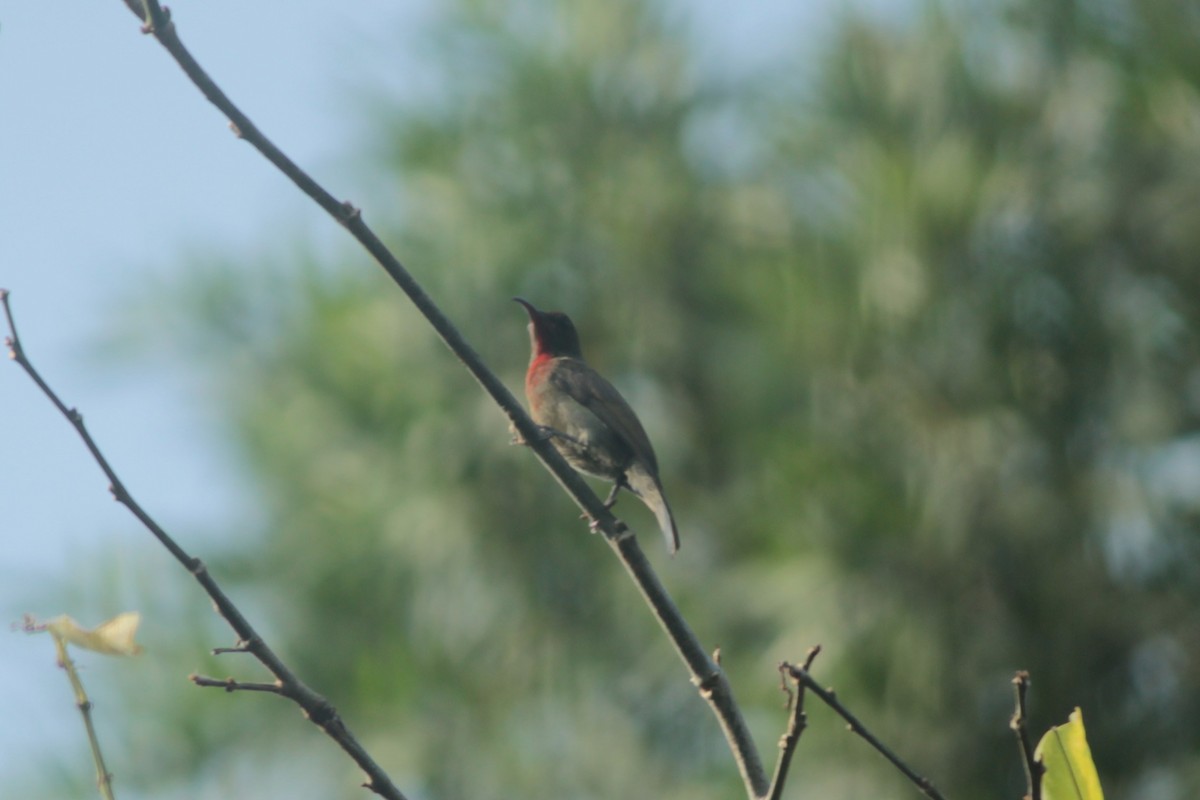 Vigors's Sunbird - ML647826422