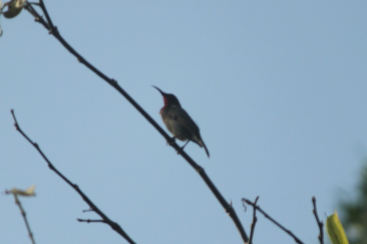 Vigors's Sunbird - ML647826423