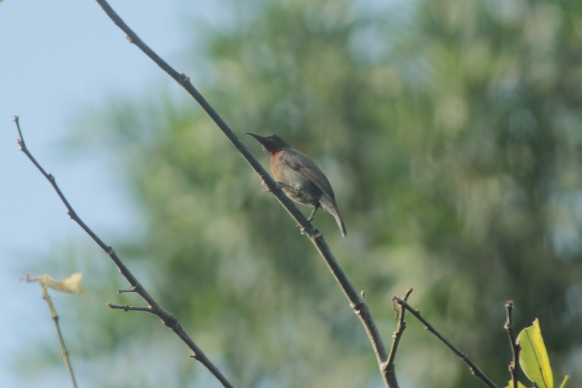 Vigors's Sunbird - ML647826424