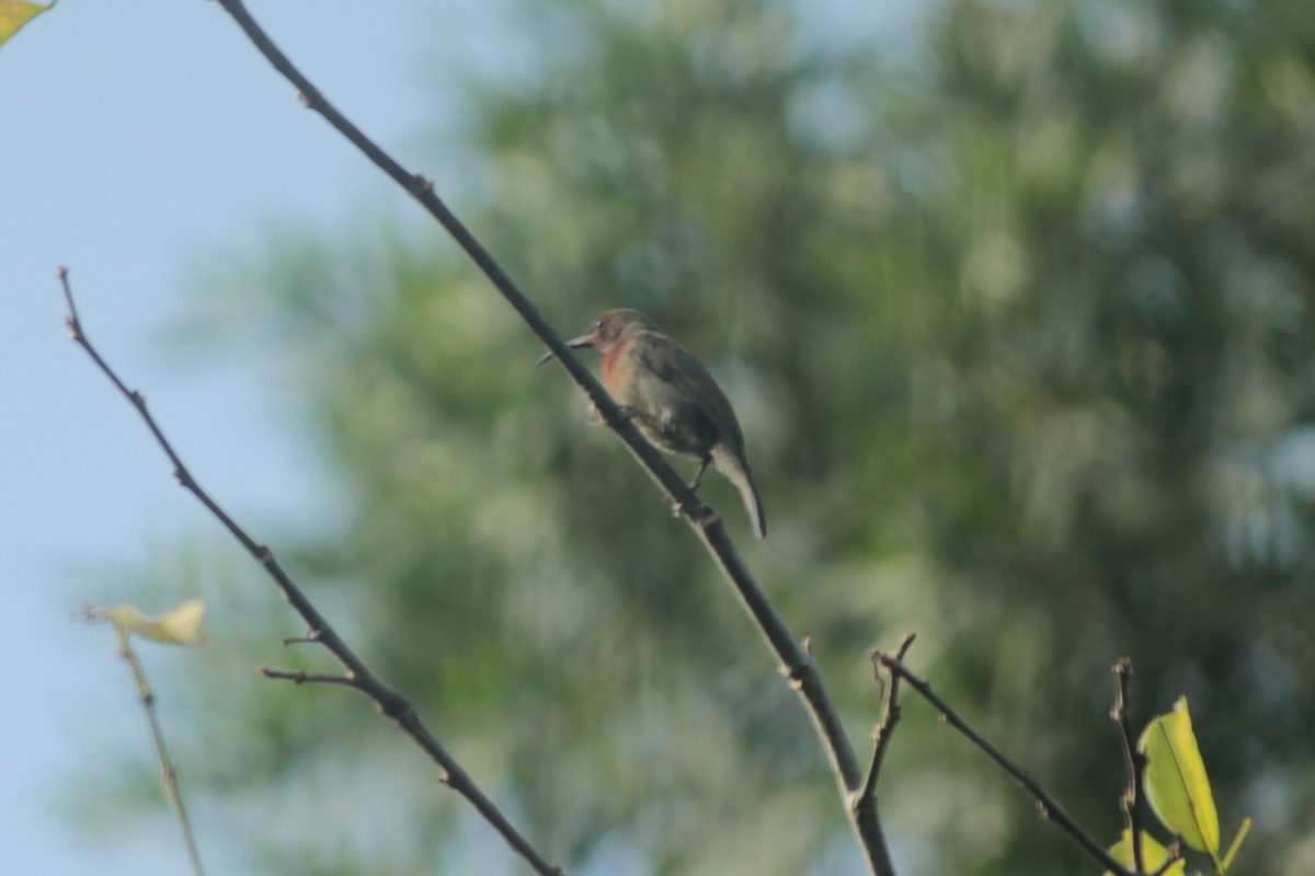 Vigors's Sunbird - ML647826425