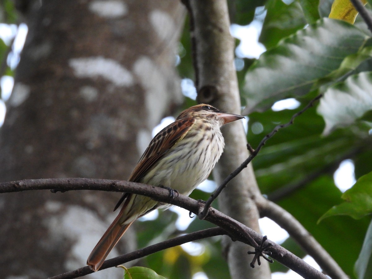 Streaked Flycatcher - ML647826426