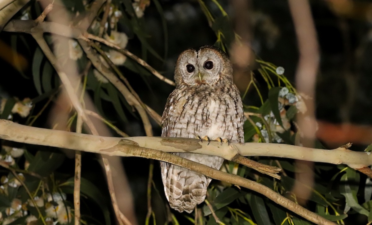 Tawny Owl - ML647826427