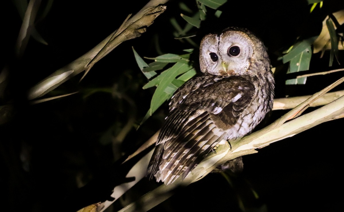 Tawny Owl - ML647826430