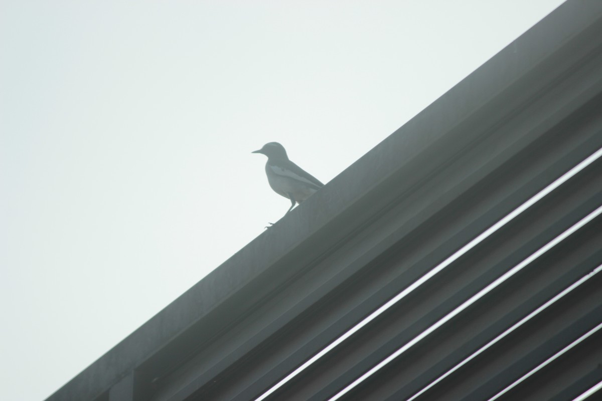 White-browed Wagtail - ML647826432