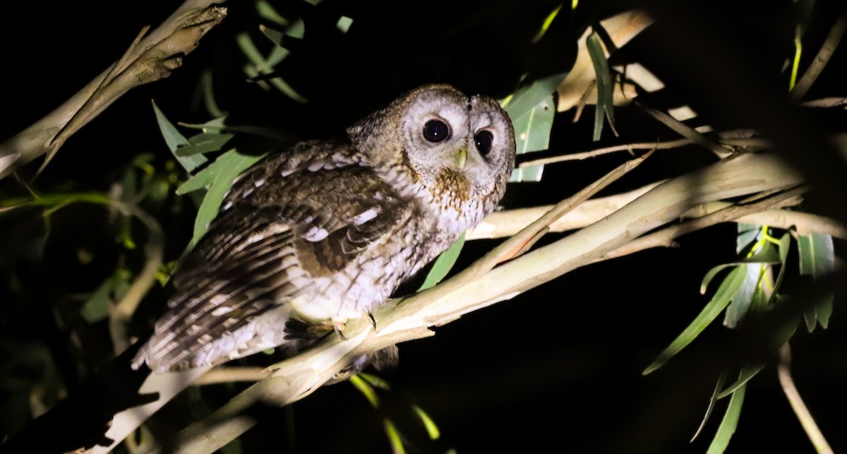 Tawny Owl - ML647826433