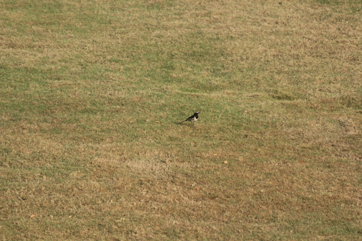 White-browed Wagtail - ML647826434