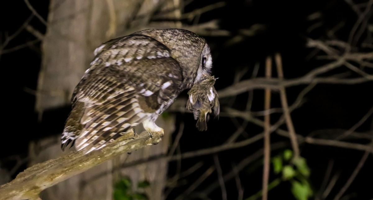 Tawny Owl - ML647826435