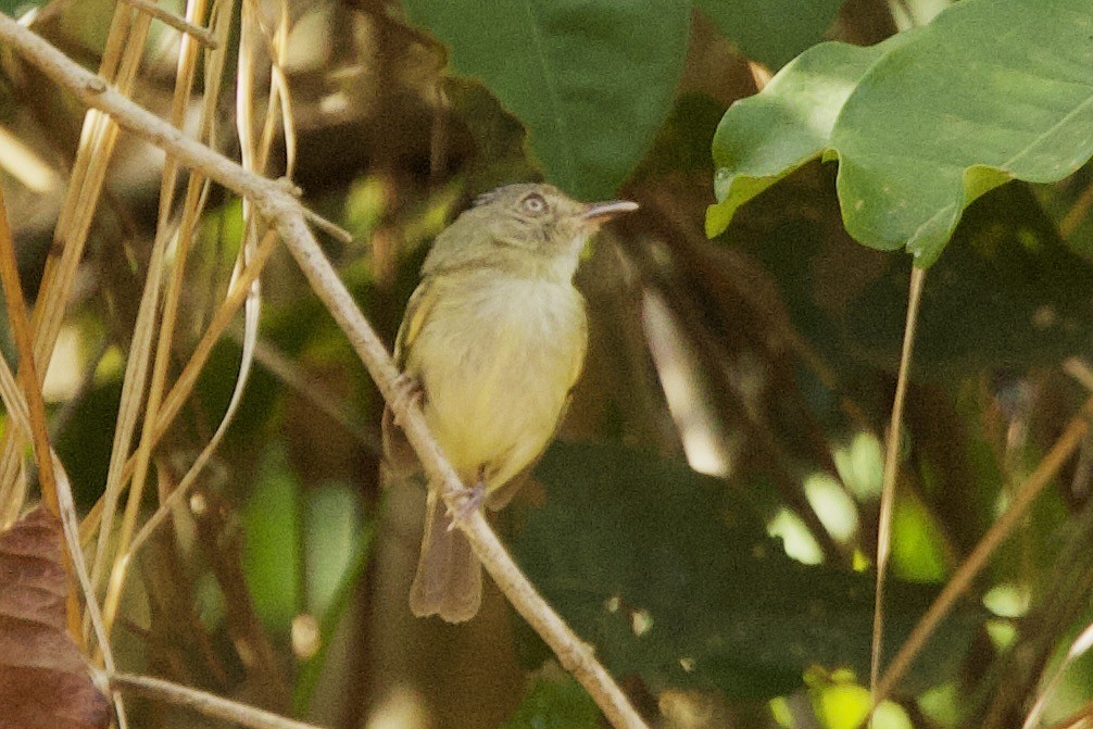 Pale-eyed Pygmy-Tyrant - ML647826436