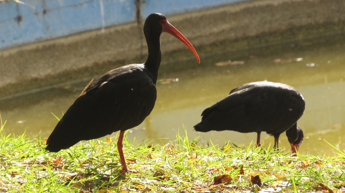 Bare-faced Ibis - ML647826437
