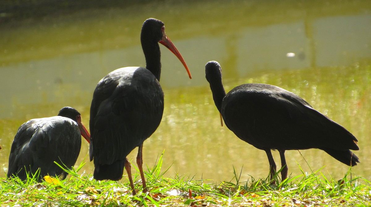 Bare-faced Ibis - ML647826438