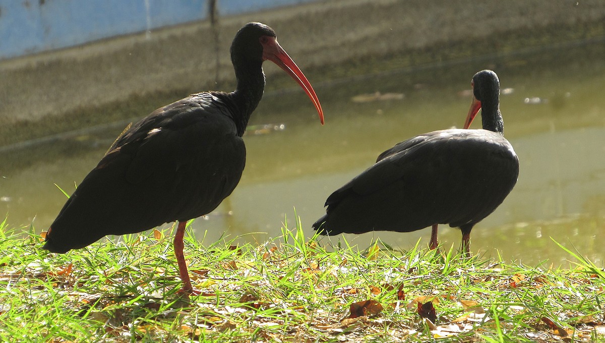 Bare-faced Ibis - ML647826439