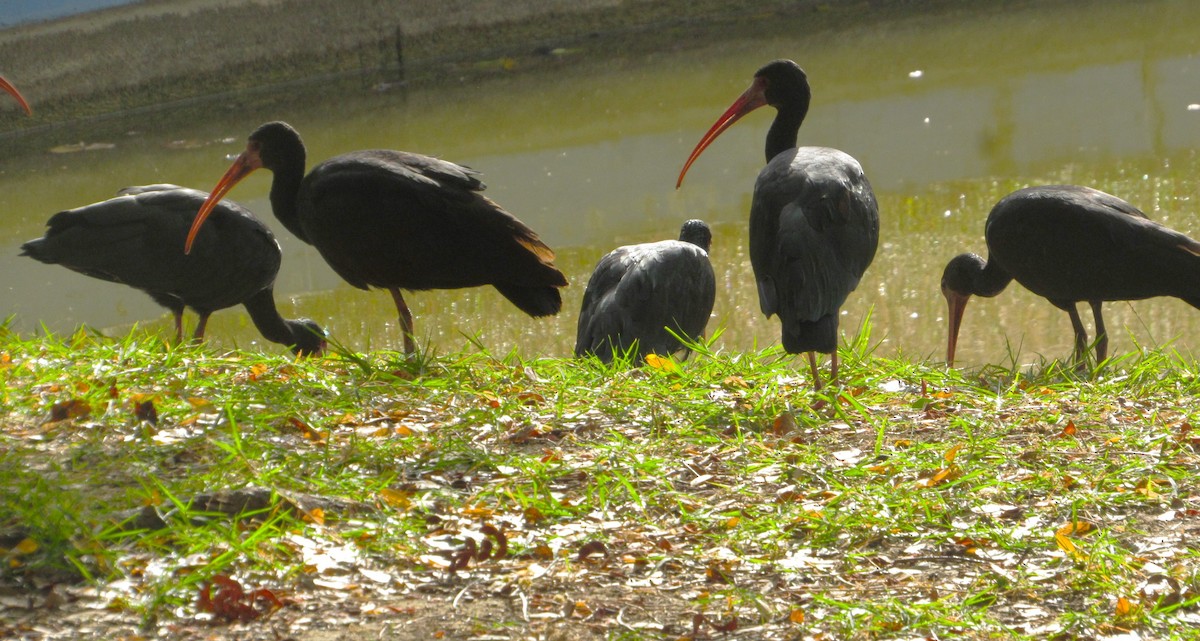 Bare-faced Ibis - ML647826440