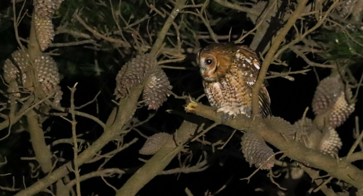 Tawny Owl - ML647826442