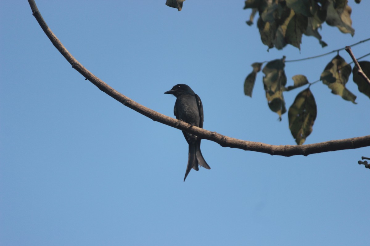 大卷尾 - ML647826445