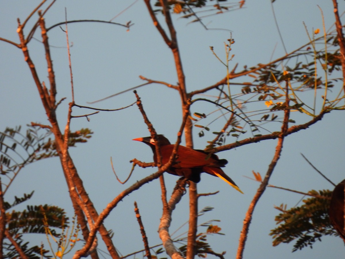 Montezuma Oropendola - ML647826447